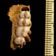Teeth and partial palate of the extinct Jamaican monkey.